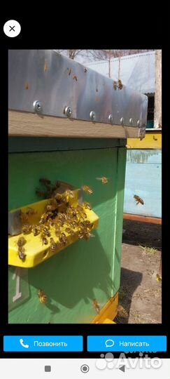 Среднерусские пчелы