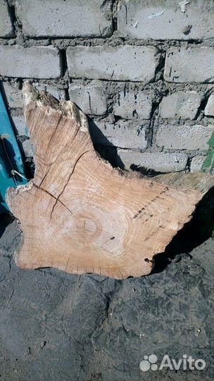 Прикорневые спилы кавказского дуба