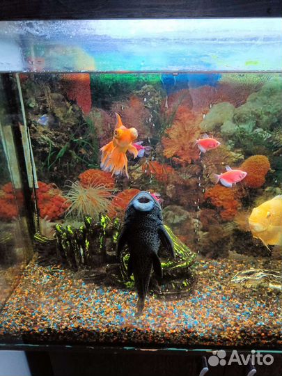 Аквариум с тумбой и рыбками