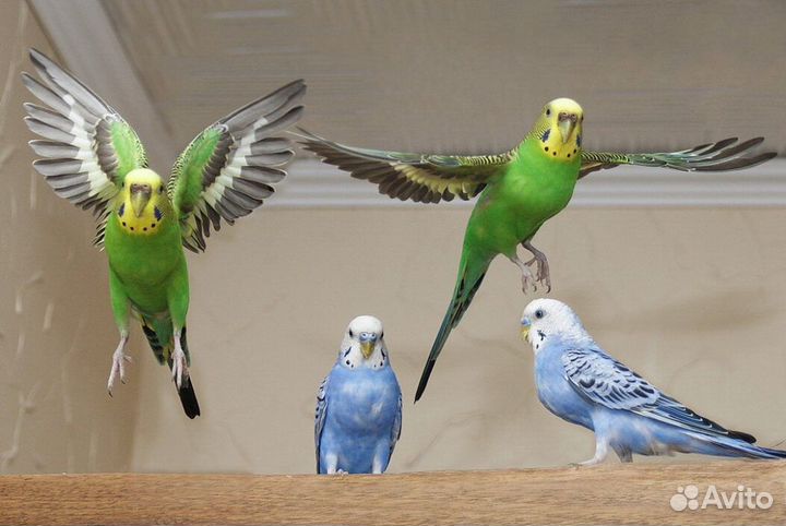 Птенцы волнистых попугаев