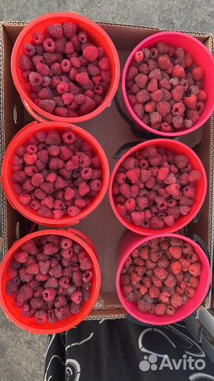 Малина Дагестан