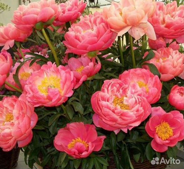 Рaeonia Coral Sunset