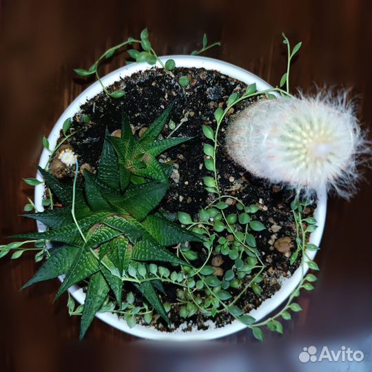 Садик из суккулентов