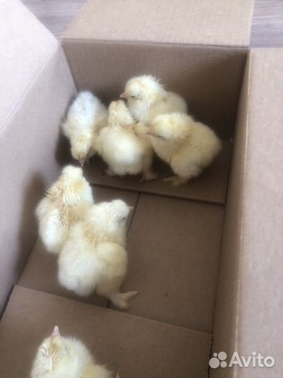 Брама светлая цыплята