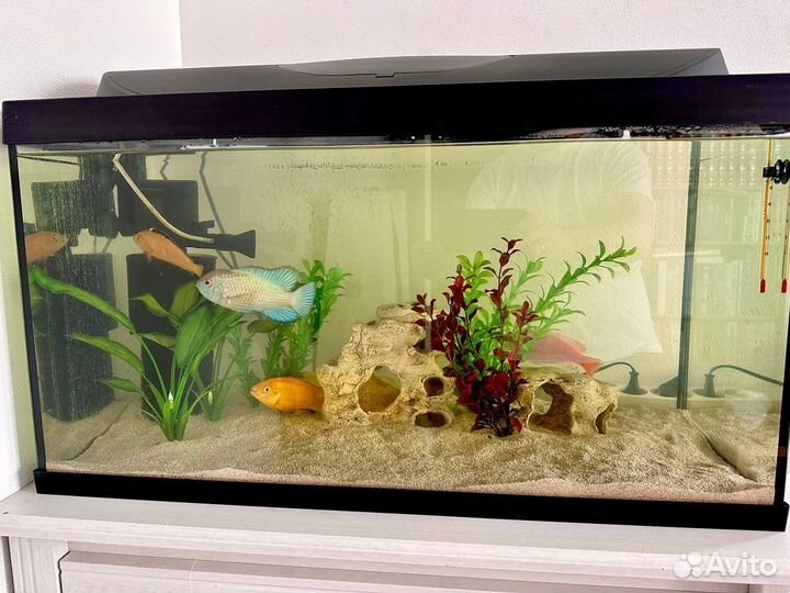 Аквариум с рыбами