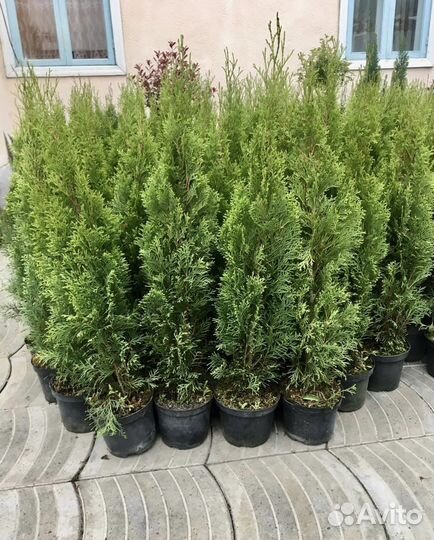 Туя Голландский Смарагд