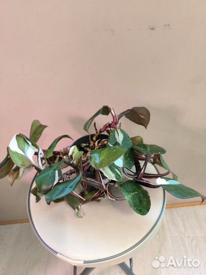 Филодендрон Белая принцесса