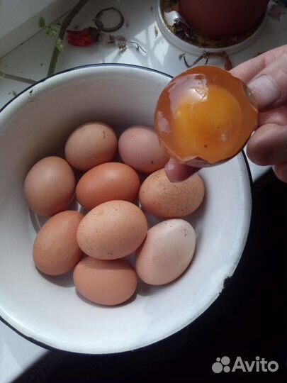 Яйца куриные домашние