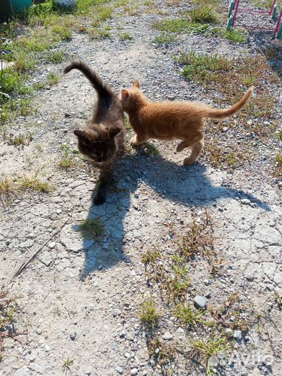 Котята в добрые руки 1 месяц