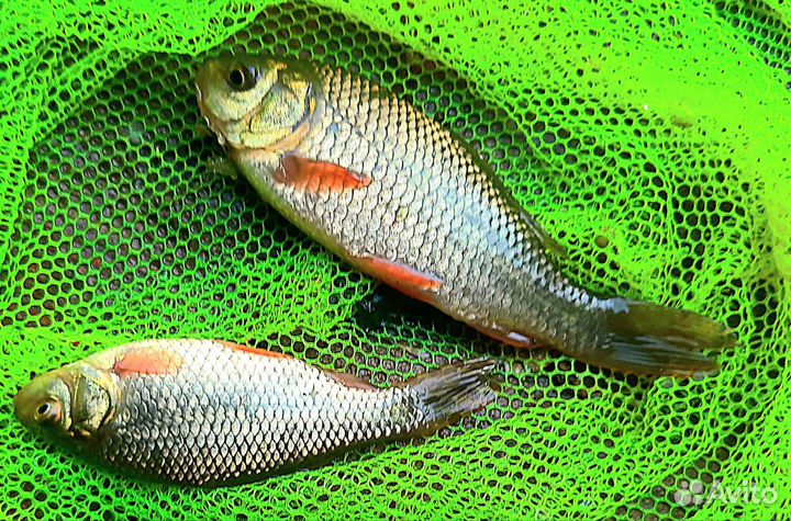 Живец карась