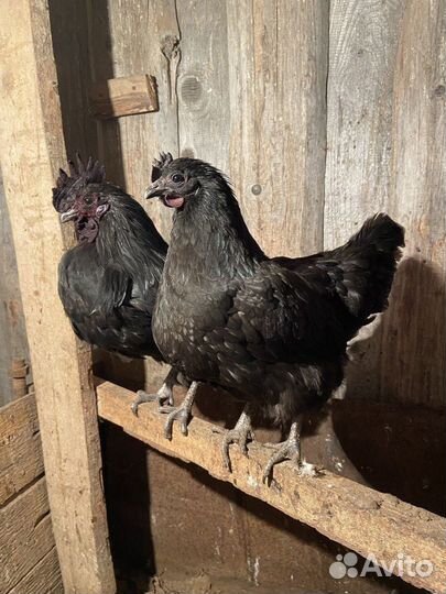 Инкубационное яйцо