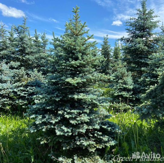 Ель голубая