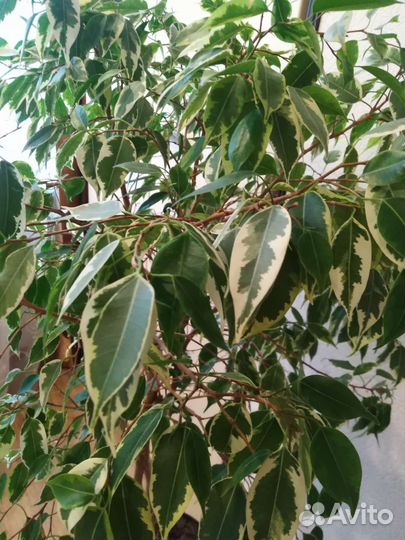 Фикус бенджамина пестролистный