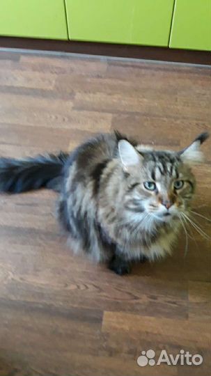 Домашняя передержка животных