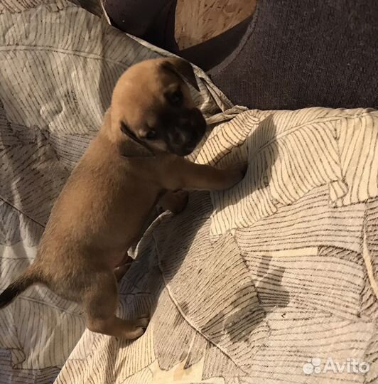 Щенки таксы