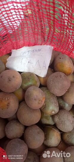 Семенной картофель (сортовой, элита)