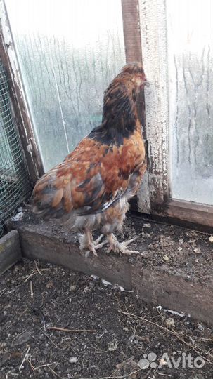 Цыплята подрощенные