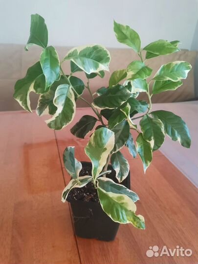 Лимон вариегатный, плодоносящие саженцы, 2х летки