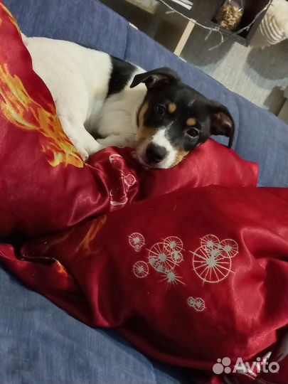 Джек рассел терьер