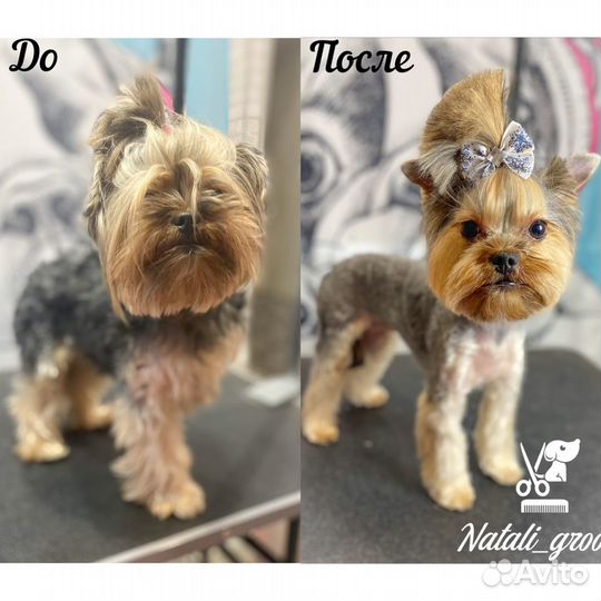 Профессиональная стрижка собак салонного уровня