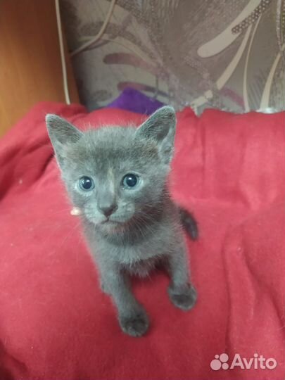 Котенок девочка