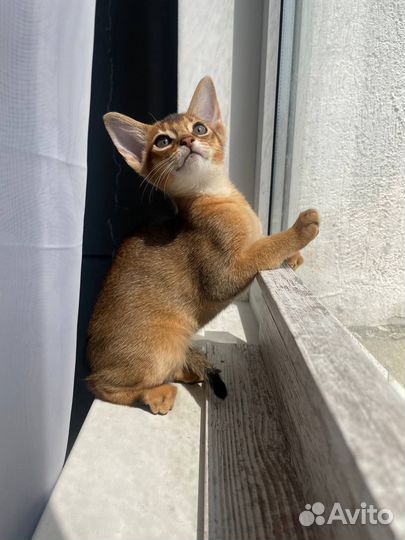 Абиссинские котята с документами