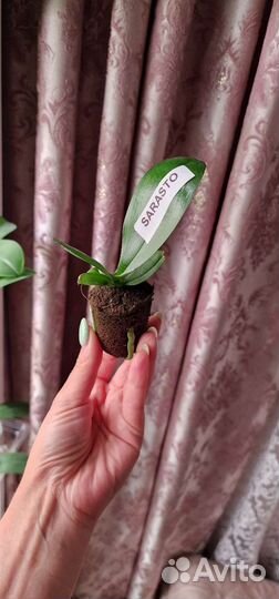 Орхидея фаленопсис подросток