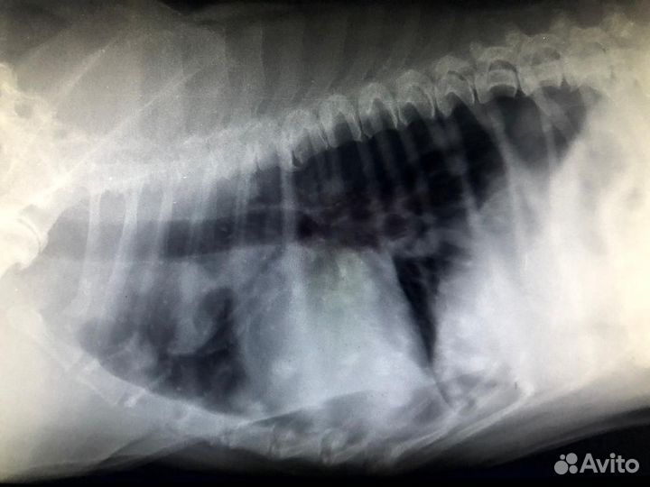 Ветеринарная клиника 24 часа, витаминкомбина