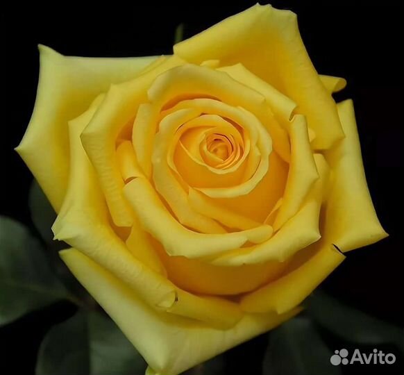 Саженцы роз