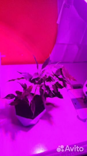 Cветодиодная фитолампа для рассады эра 14Вт