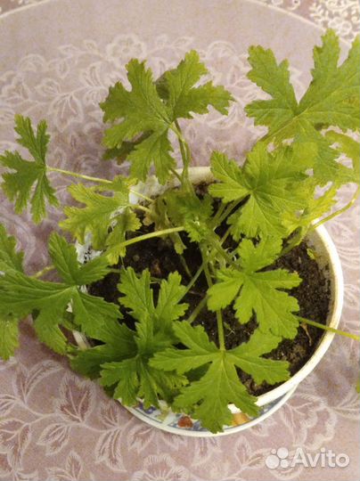 Герань душистая