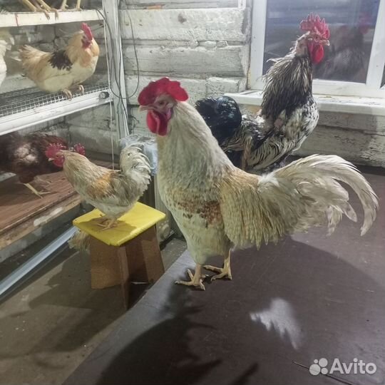 Куры несушки и петухи