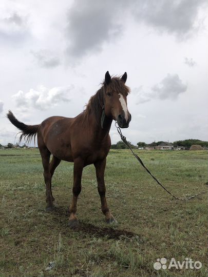 Лошадь жеребец