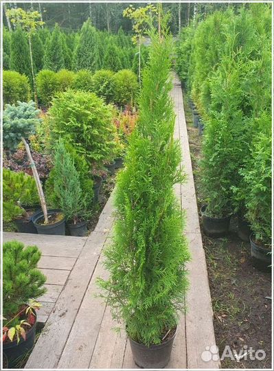 Туя Смарагд 160-180 см экстра