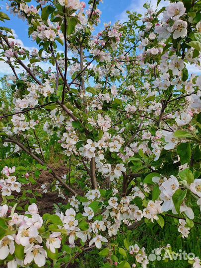 Яблони молодые 7 лет-плодоносят