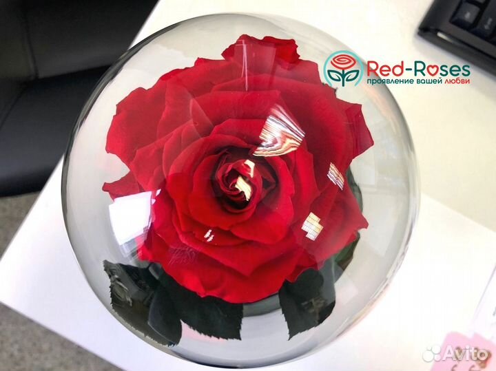 Красная вечная роза в колбе