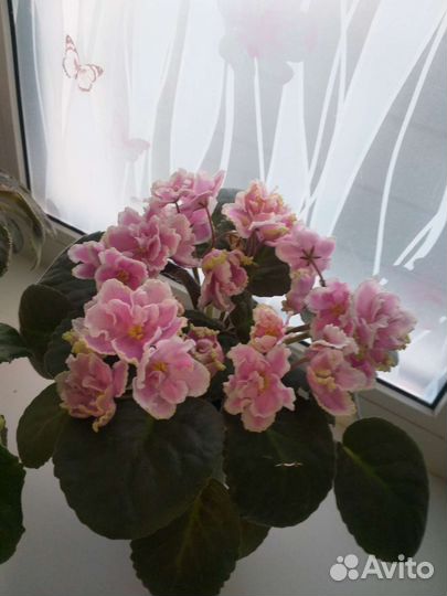 Детки сортовых фиалок,листовые черенки