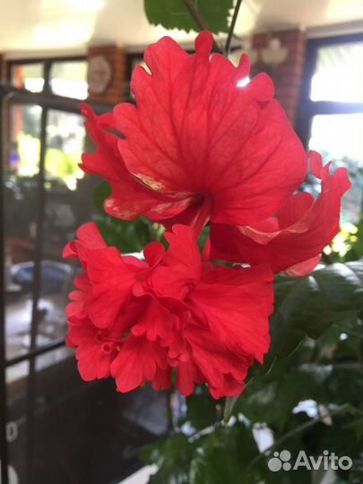 Сортовые гибискусы.Барлерия.Броваллия.Эписции