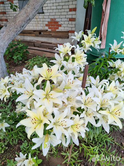 Лилии луковицы