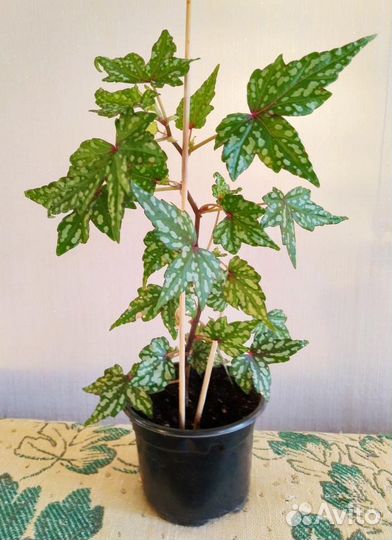 Бегония дрега