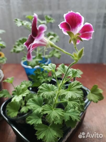Королевская пеларгония