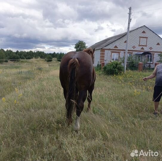 Русский тяжеловоз