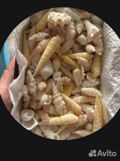 Морские ракушки