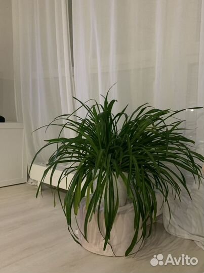 Хлорофитум