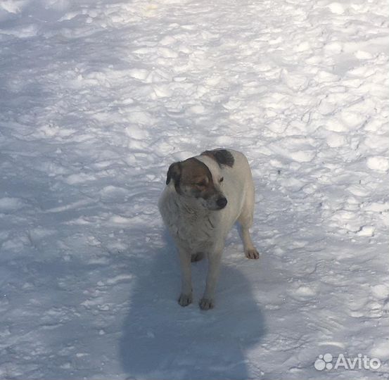 Собака стерилизована