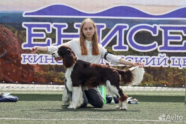 Хендлер. Подготовка собак к выставкам