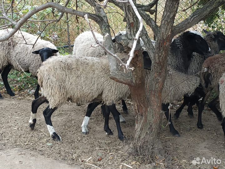 Романовские овцы