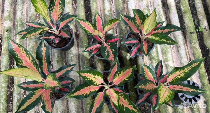 Аглаонема Конок Кочин