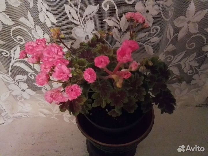 Пеларгония Odensjo Made in Sweden