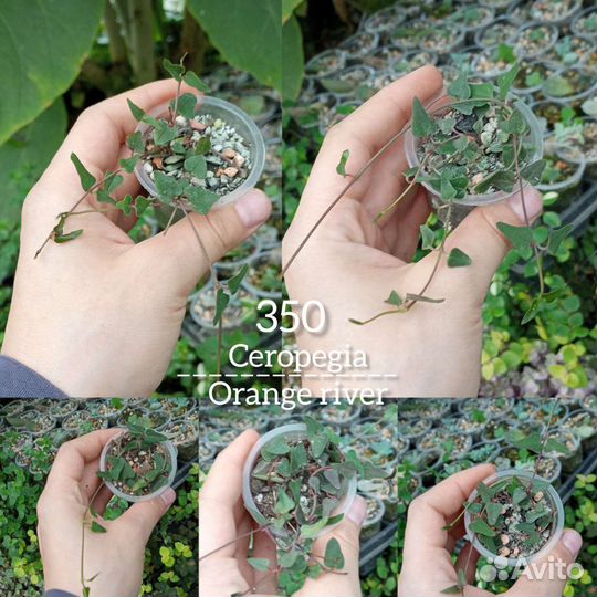 Церопегия укорененные разного размера